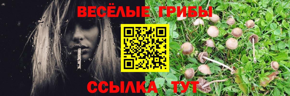 Кизилюрт  Галлюциногенные грибы Psilocybe  Псилоцибиновые грибы Psilocybe  Вход с VPN 